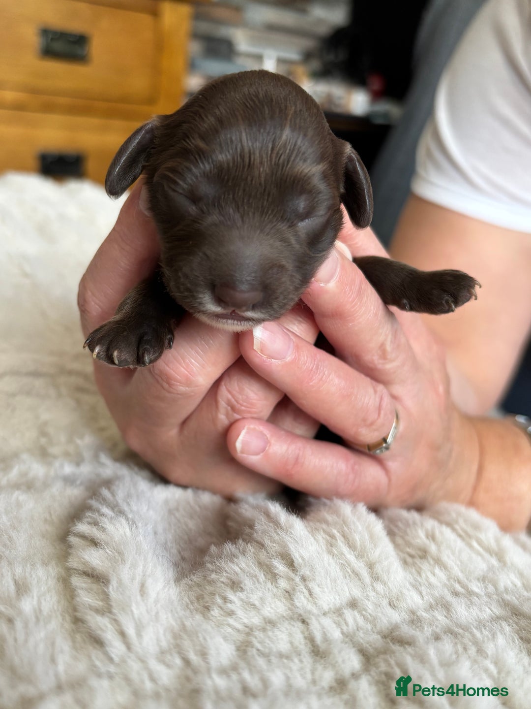 Cockapoo dogs for sale: 🍫🐶 F1b Chocolate Cockapoo Puppies🐶🍫  - Image 15