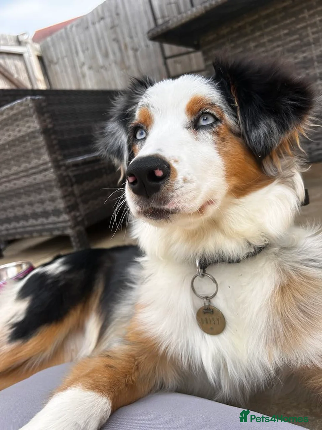 Australian Shepherd dogs for sale: Australian Shepherd  - Advert 1