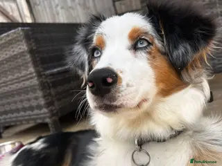 Australian Shepherd dogs Australian Shepherd - Advert 6