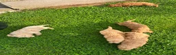 Cockapoo dogs for sale: Cockapoo Puppies Show Type - Advert 10