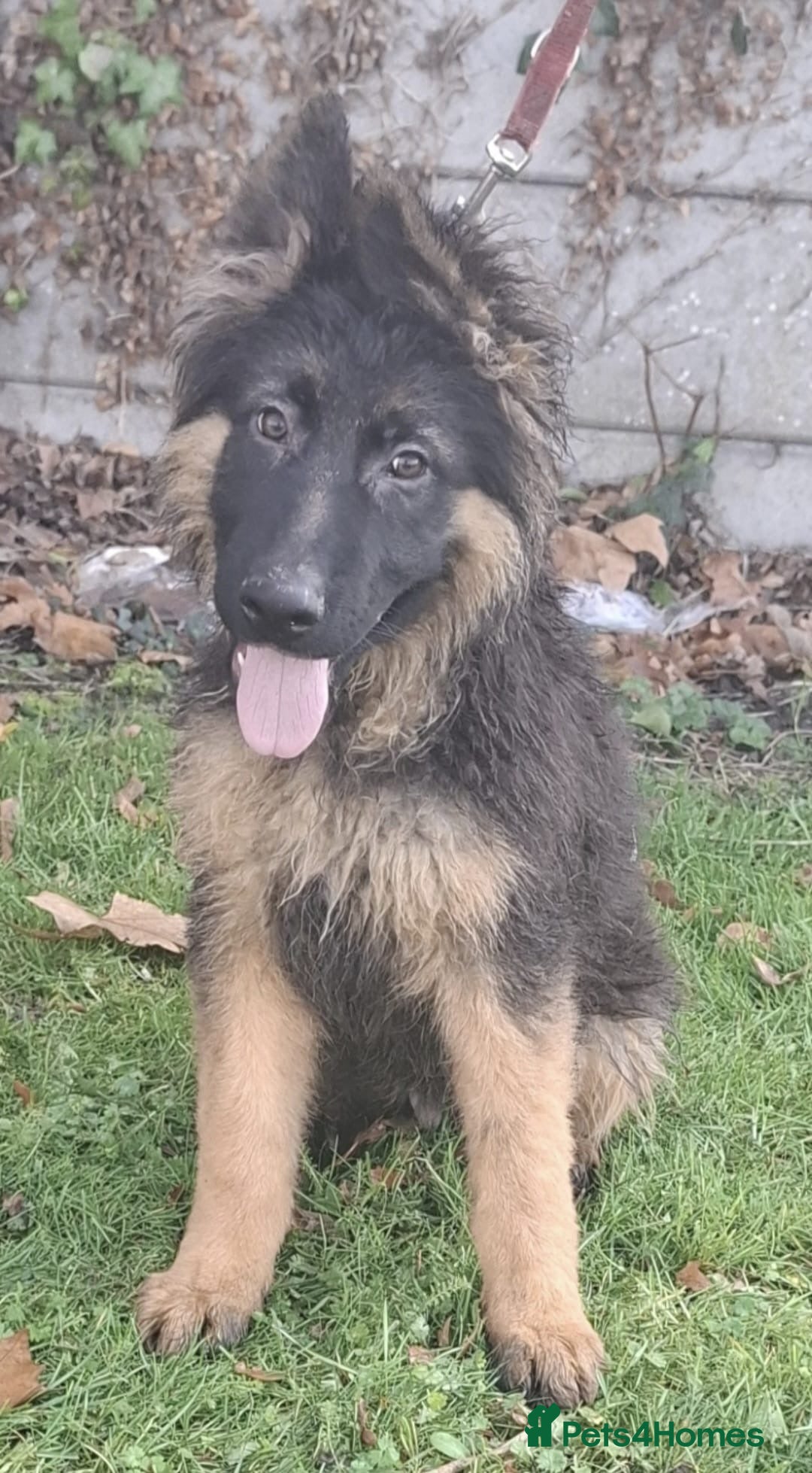 German Shepherd dogs for sale: stunning German Shepard puppies - Advert 7