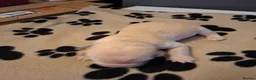 Labrador Retriever dogs for sale: Beautiful Kennel Club Registered Labrador Puppies in Ayr - Advert 12