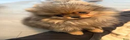 Pomeranian dogs for sale: Beautiful extra small Pomeranian puppies  in Bilston - Advert 2