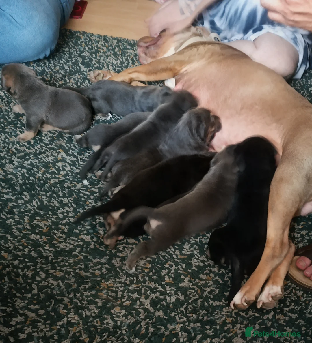 Mixed Breed dogs for sale: Amazing playful puppies  - Advert 8
