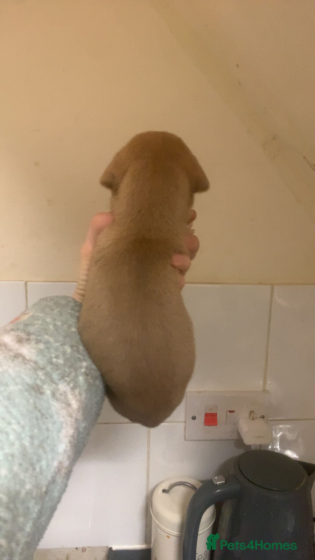 Mixed Breed dogs for sale: Merle Saluki Bull Collie Greyhound - Advert 9