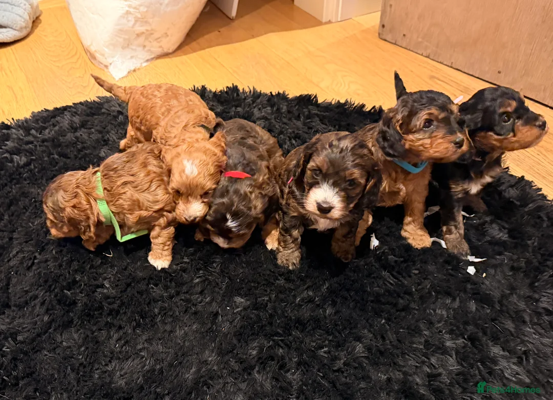 Cockapoo dogs for sale: 6 beautiful Cockerpoo  - Advert 16
