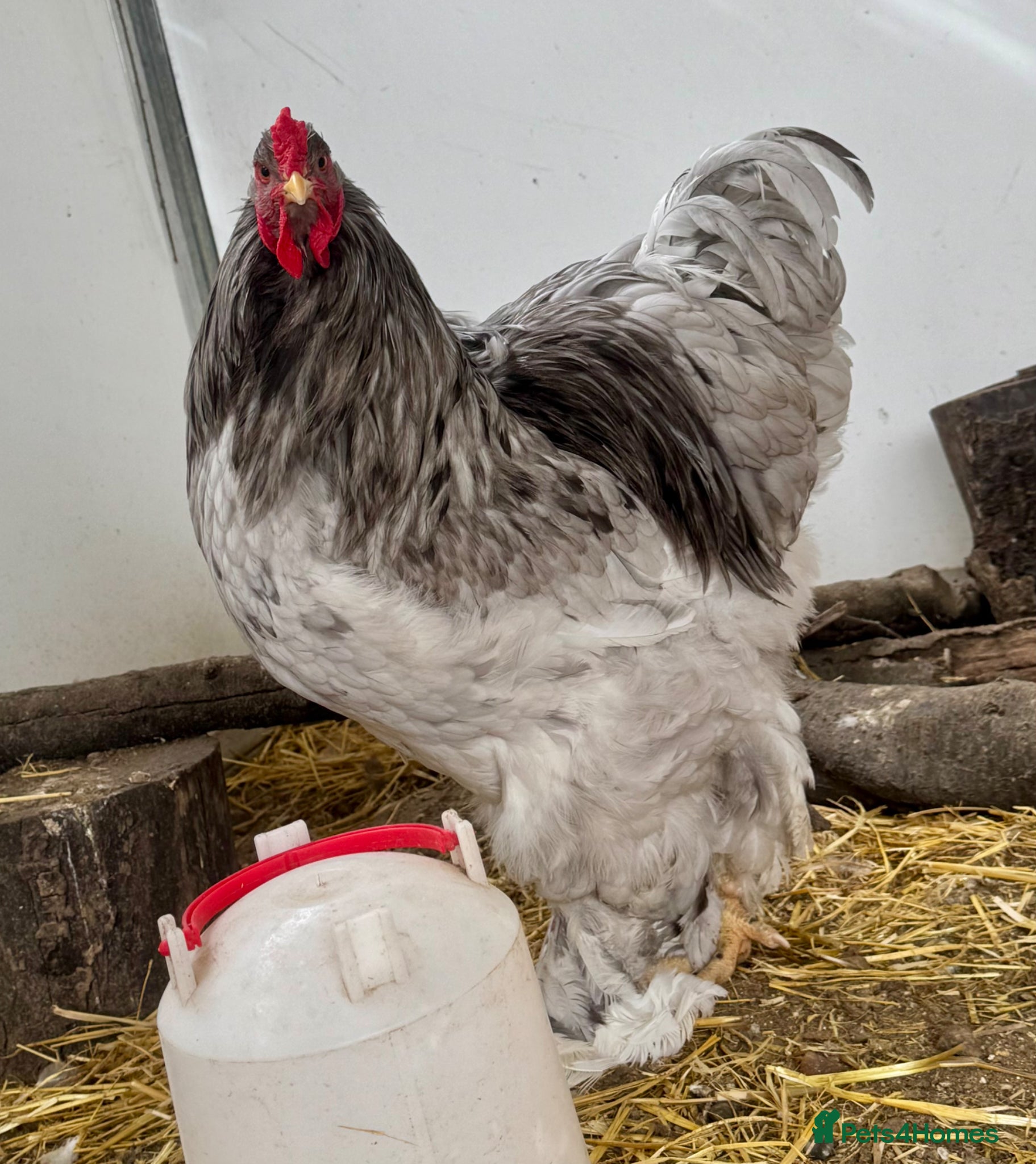 Chickens poultry Big Brahma hatching eggs mixed colours x 6  - Advert 1