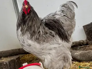 Chickens poultry for sale: Big Brahma hatching eggs mixed colours x 6 - Advert 3