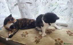 Mixed Breed cats for sale: Kitten girl. - Image 11