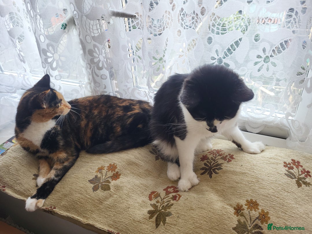 Mixed Breed cats for sale: Kitten girl. - Image 11