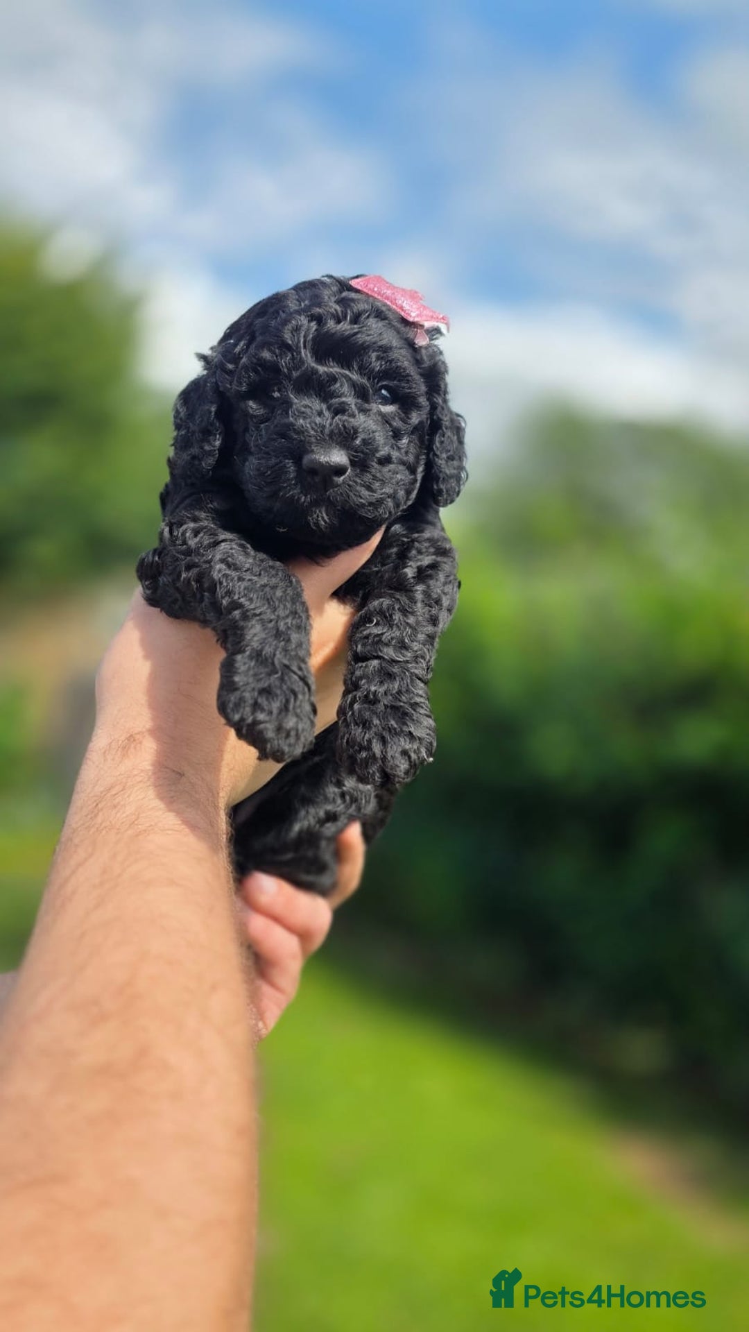 Australian Labradoodle dogs for sale: Reduced-Multigen Aussie Labradoodles curly/nonshed - Image 19