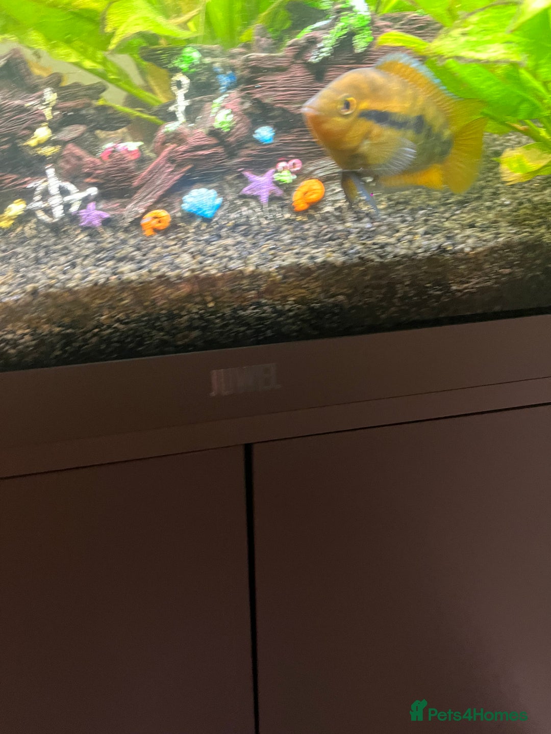 Tetras fish for sale: Fluval aquarium  - Advert 7