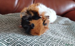 Guinea Pig rodents for sale: Herd of Guinea Pigs - Image 10