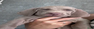 Weimaraner Puppy 2
