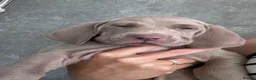 Weimaraner dogs for sale: Kc registered Silver Weimaraner puppies for sale  - Advert 8