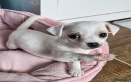 Mixed Breed dogs for sale: Chihuahua x jack  - Image 3
