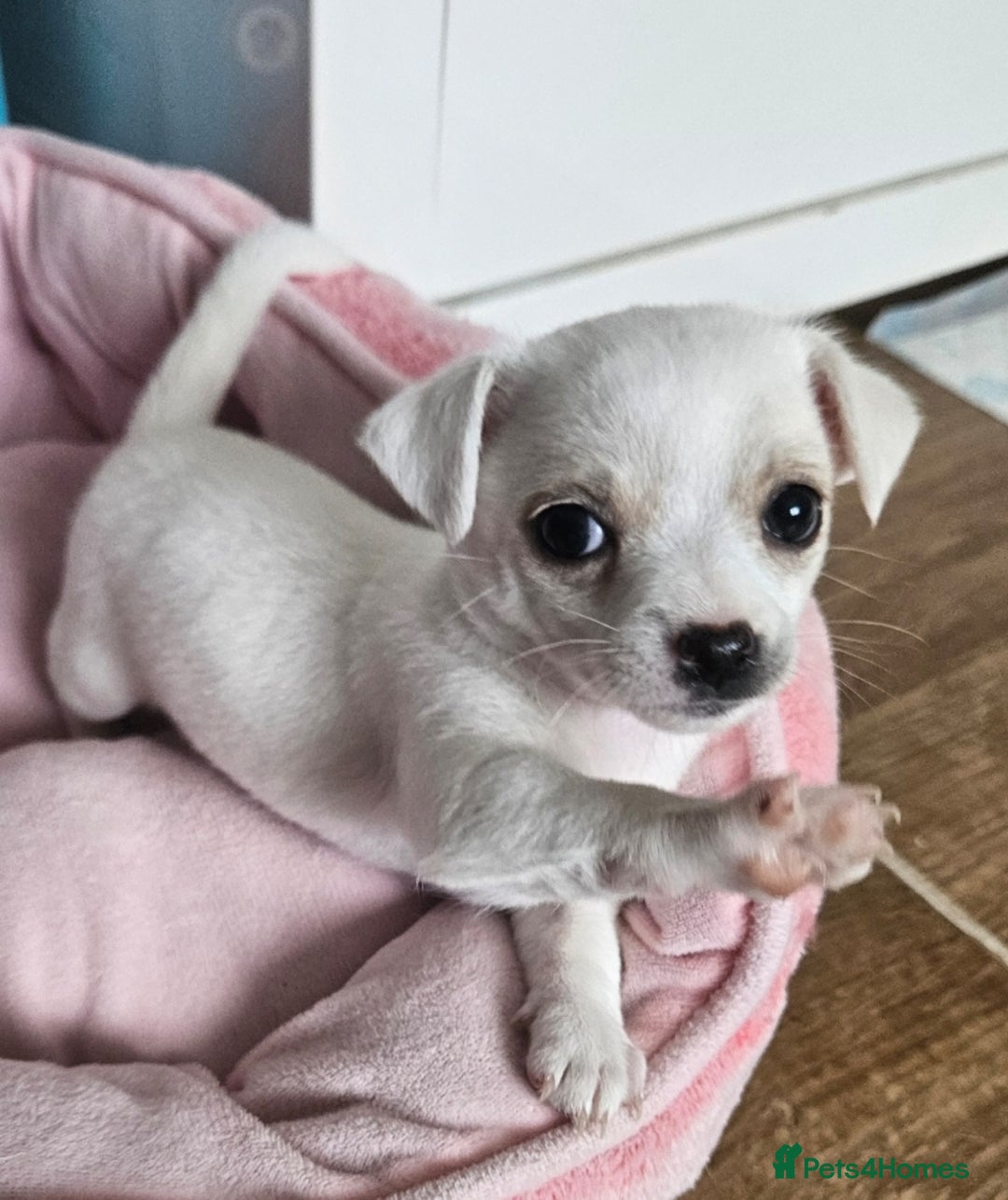 Mixed Breed dogs for sale: Chihuahua x jack  - Image 3