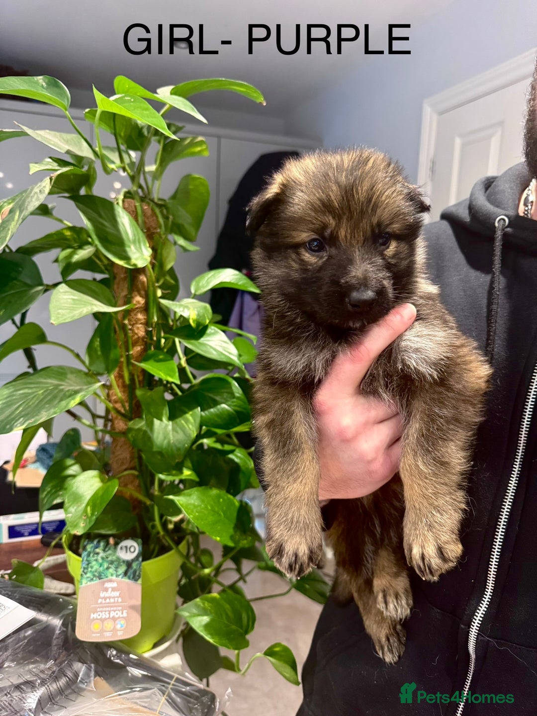 German Shepherd dogs for sale: Adorable German Shepherd Pups - Advert 21