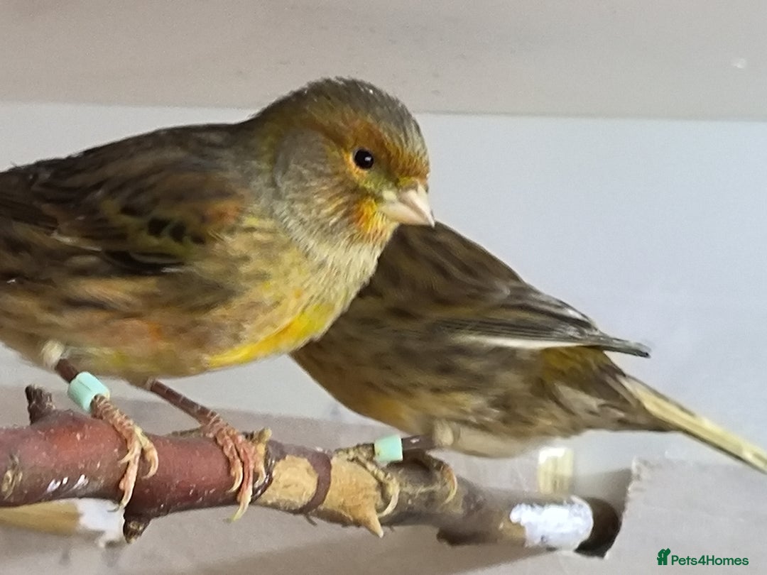 Canaries birds for sale: 5 beautiful 2025 canaries  - Advert 3