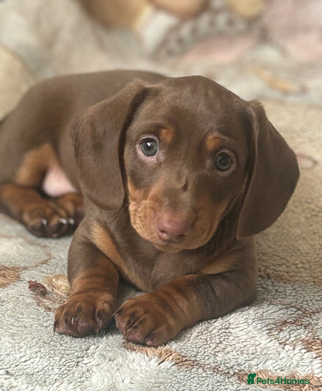 Miniature Dachshund dogs for sale: Miniature dachshunds, ready now - Image 2