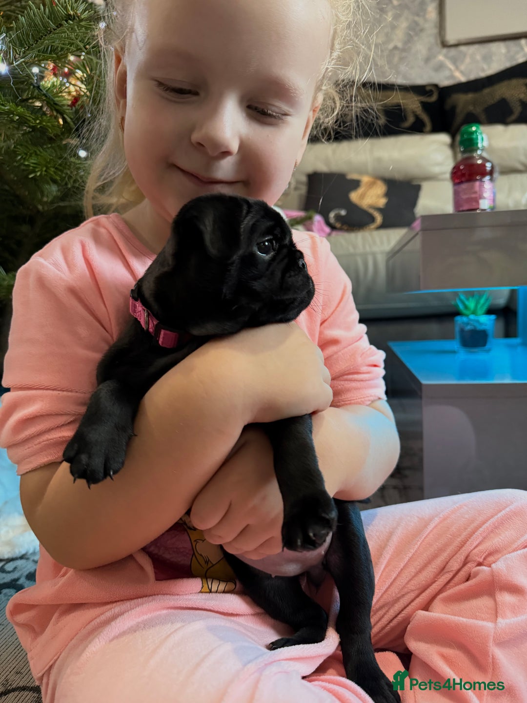 Pug dogs for sale: Two girls and one boy are available;)  - Advert 5