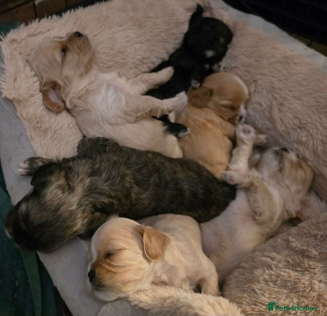 Cava Tzu dogs Cava Tzu pups - Advert 9