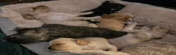 Cava Tzu dogs for sale: Cava Tzu pups - Advert 1