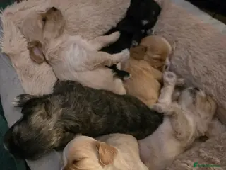 Cava Tzu dogs Cava Tzu pups - Advert 9