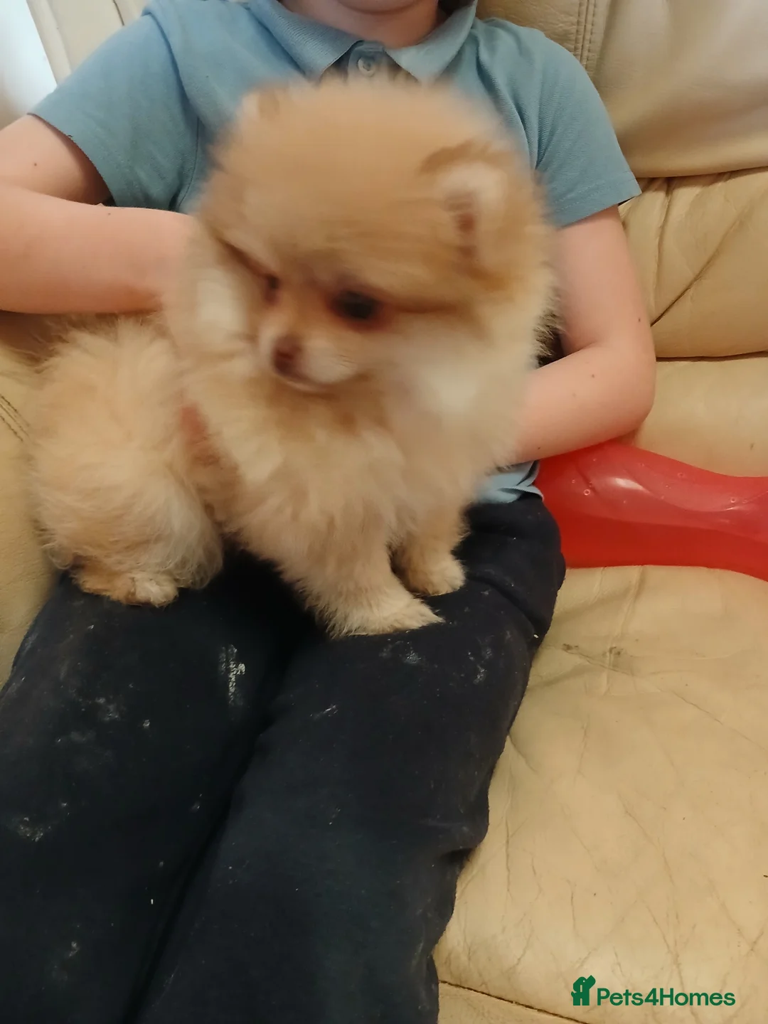 Pomeranian dogs for sale: Russian pomeranian in Romford - Advert 10