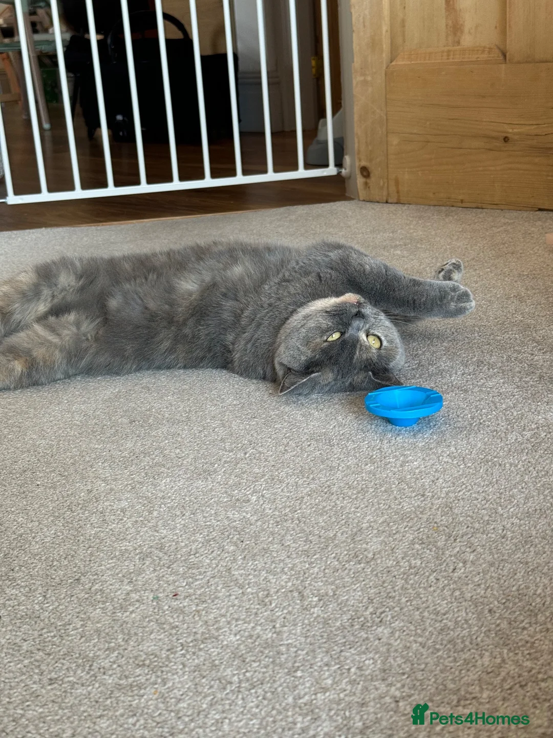 British Shorthair cats for sale: British shorthair  in Lytham Saint Annes - Advert 10