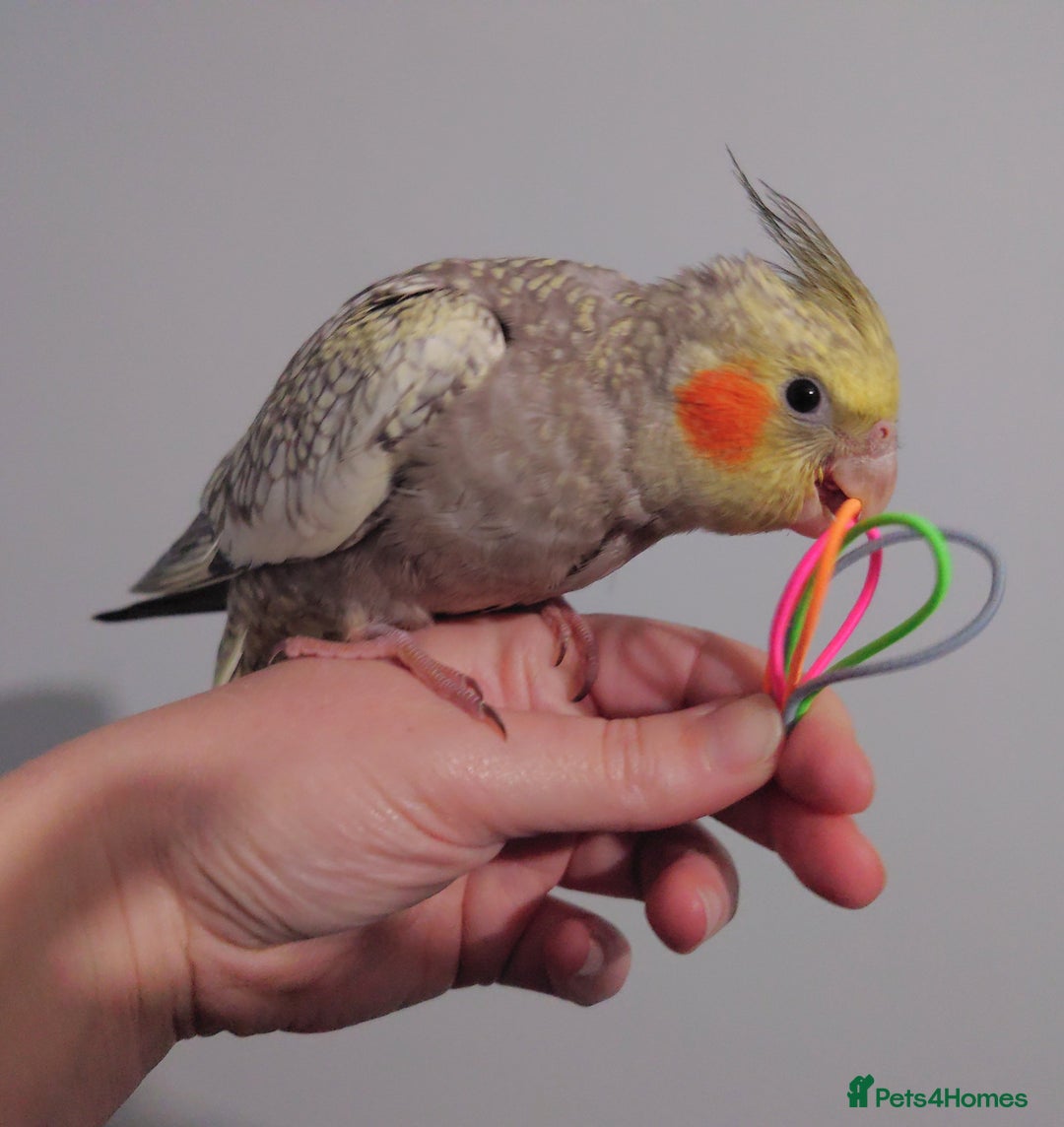 Cockatiels birds for sale: Hand reared silly tame DNA sexed baby cockatiels  - Image 40