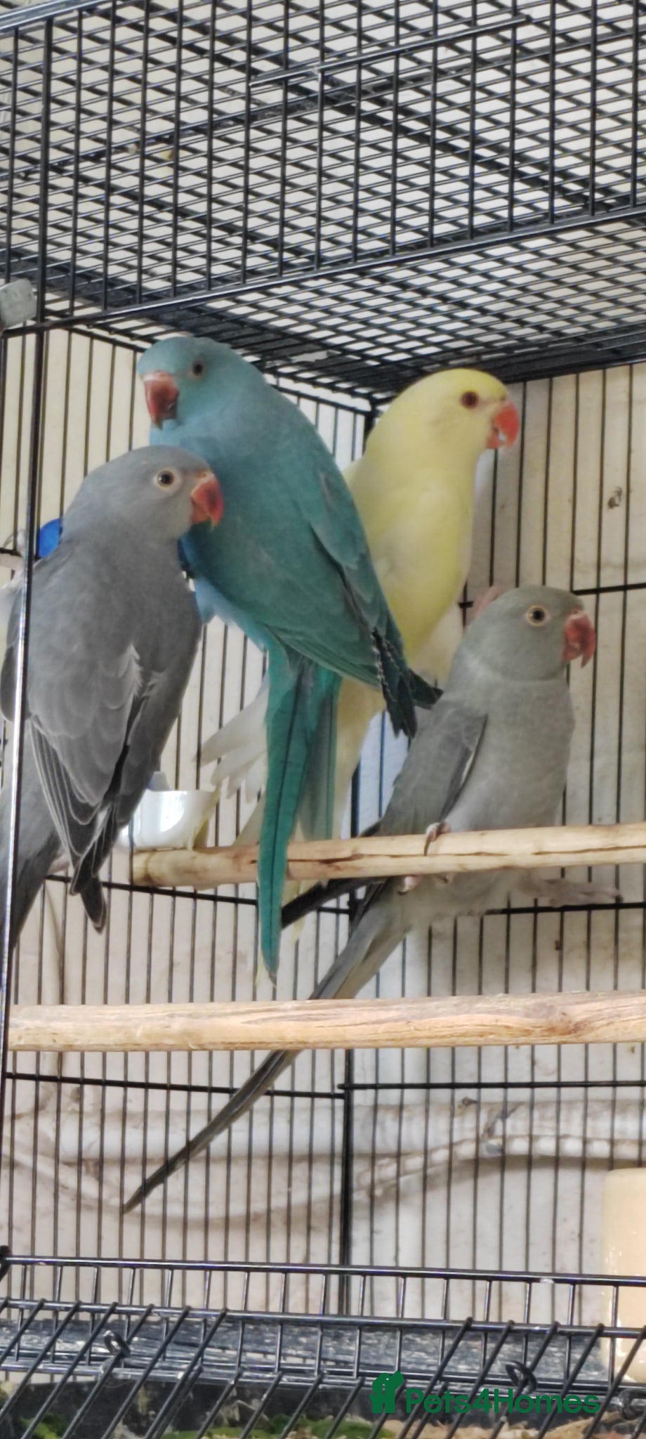 Ringnecks birds for sale: Beautiful Indian Ringneck babies available  - Advert 10