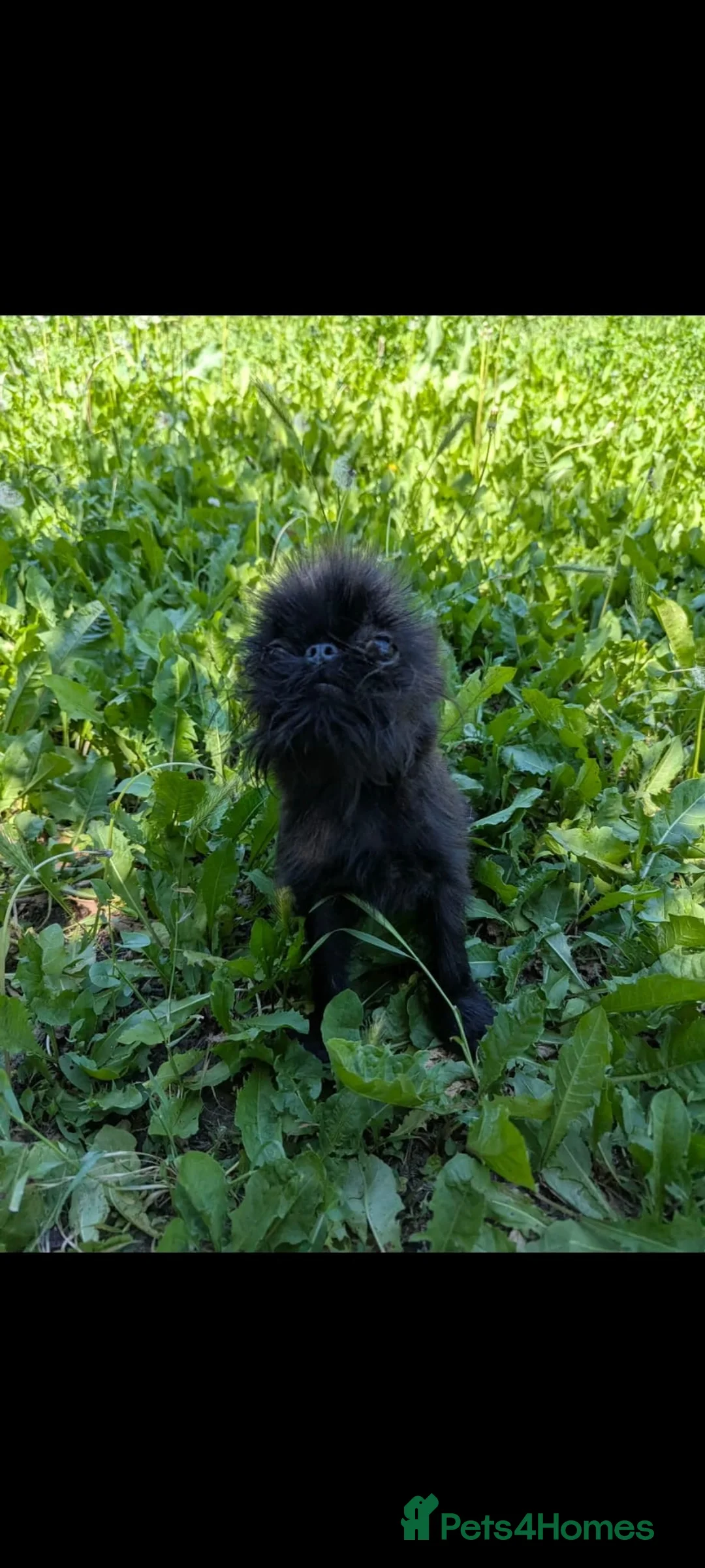 Griffon Bruxellois dogs for sale: Tiny Black Male in Holmfirth - Advert 1
