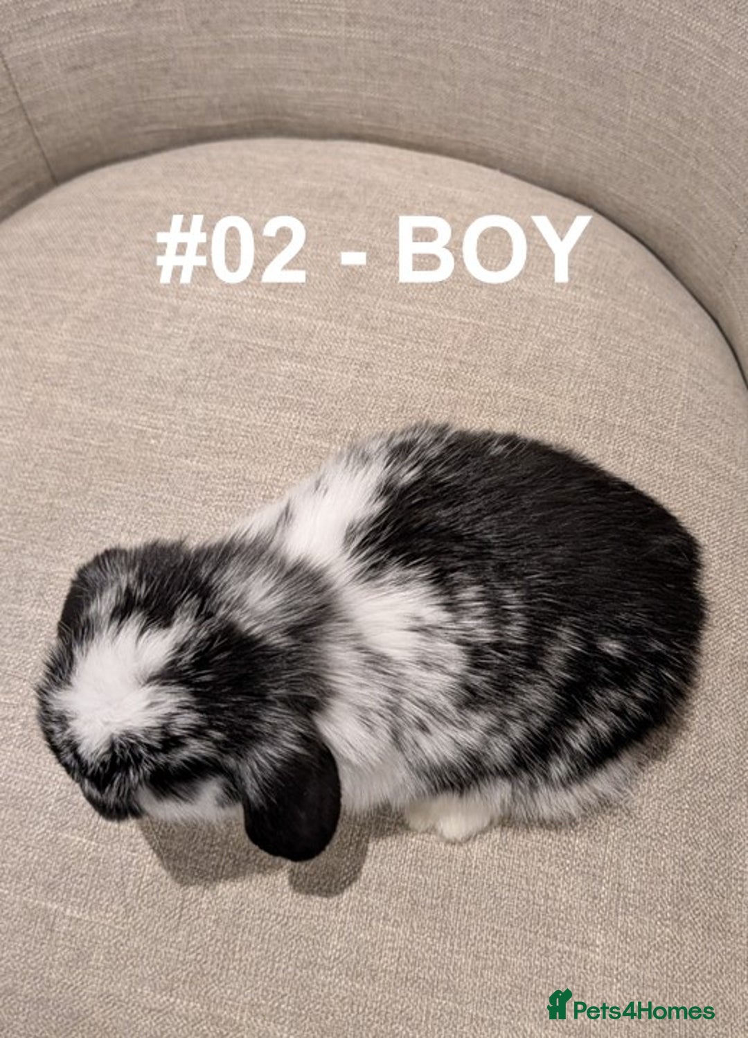 Mini Lop rabbits for sale: Exceptional Mini-Lops. Collect from: 15th January - Advert 8