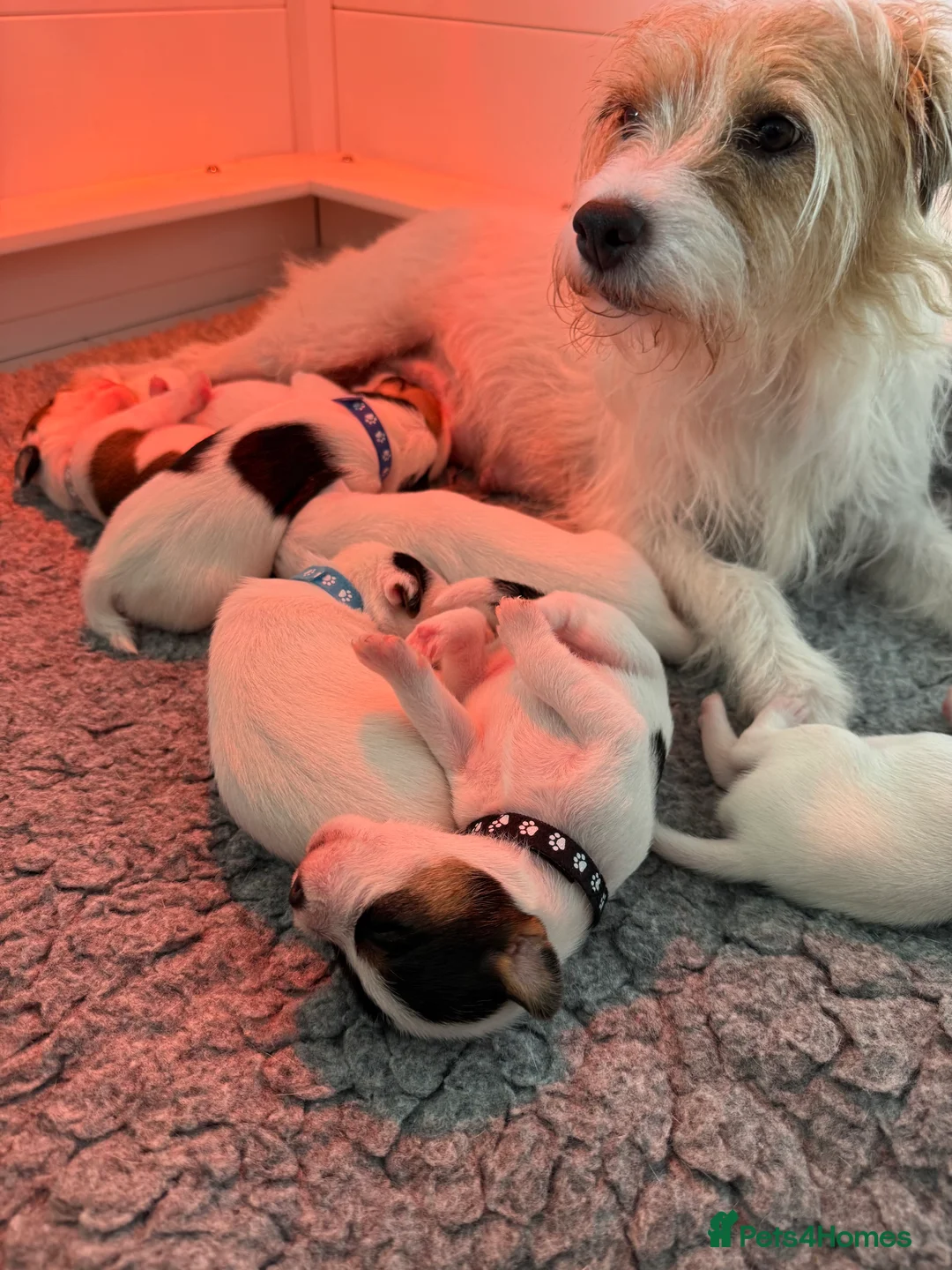 Parson Russell dogs for sale: Parson Russell terrier puppies  in Beaworthy - Advert 1