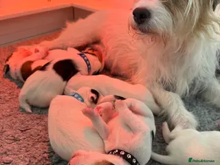 Parson Russell dogs Parson Russell terrier puppies in Beaworthy - Advert 3