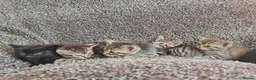 Mixed Breed cats for sale: Kittens for sale  - Advert 35