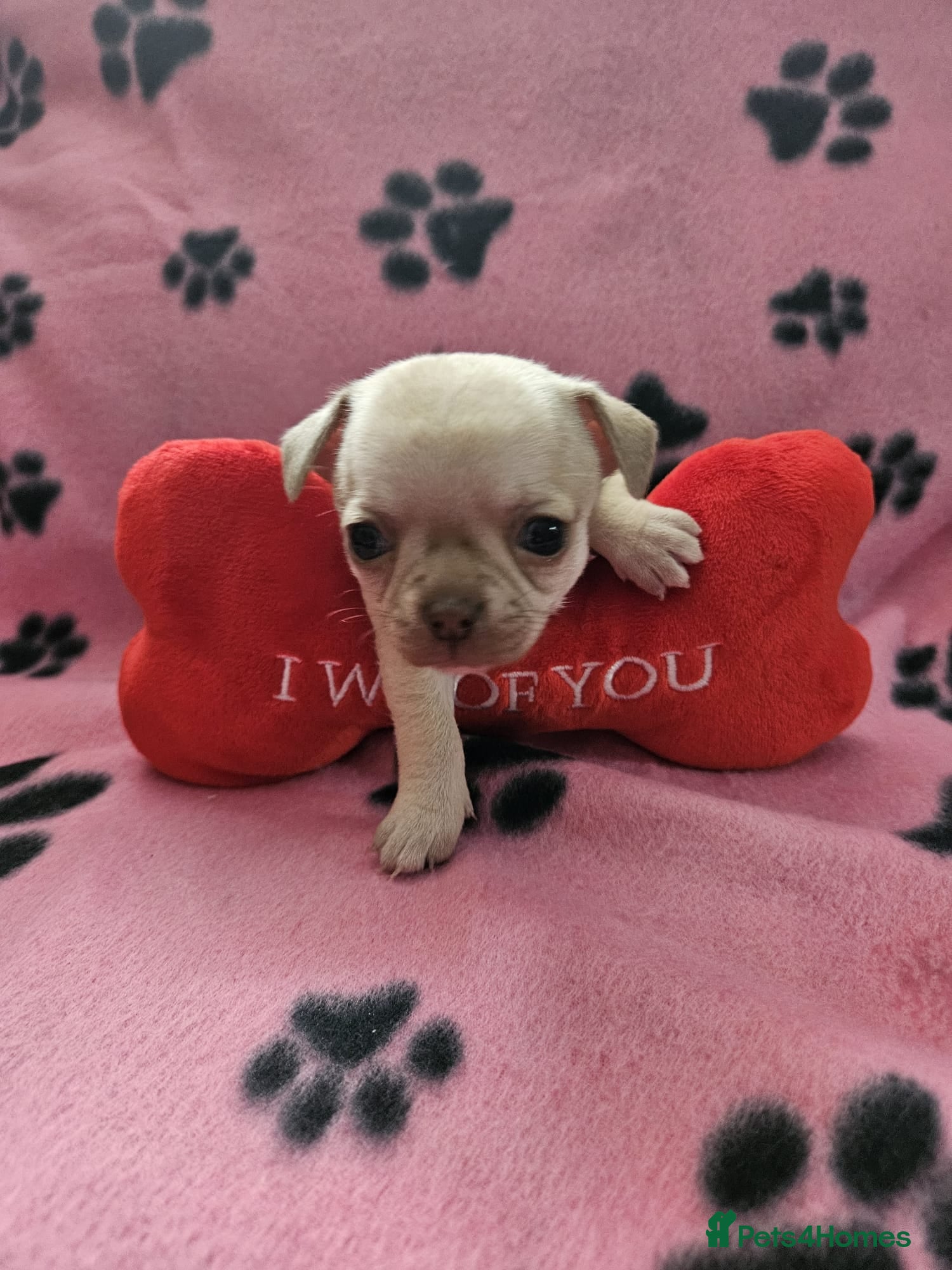 Chihuahua dogs Chihuahua puppies - Advert 7