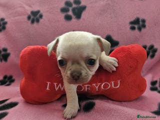 Chihuahua dogs Chihuahua puppies - Advert 7