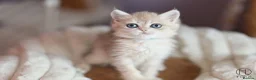 British Shorthair cats for sale: TICA Blue Golden BSH/BLH kittens looking for homes - Advert 6