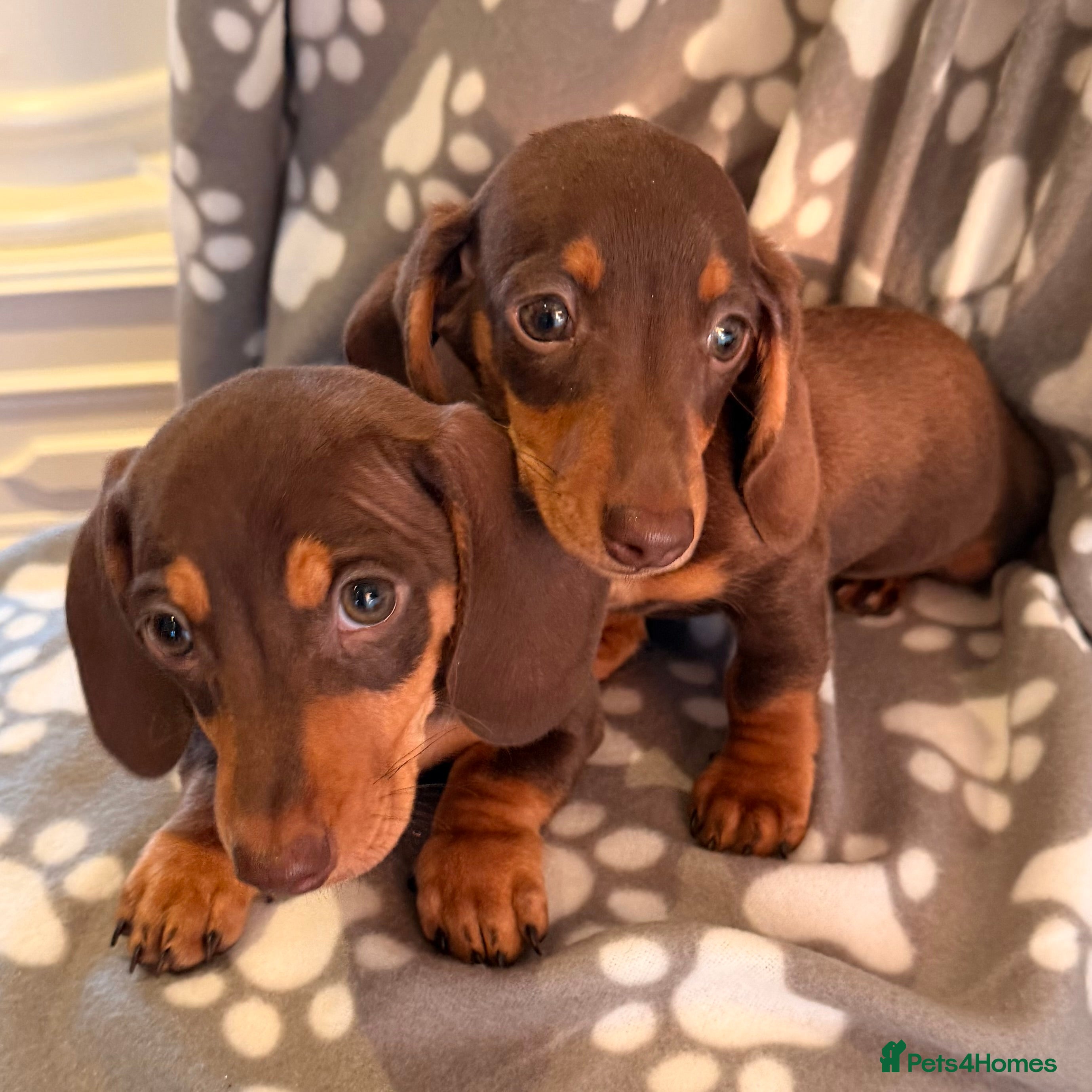 Miniature Dachshund dogs Miniature Dachshund male puppies - Advert 2