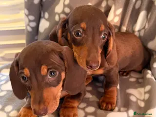 Miniature Dachshund dogs Miniature Dachshund male puppies - Advert 2