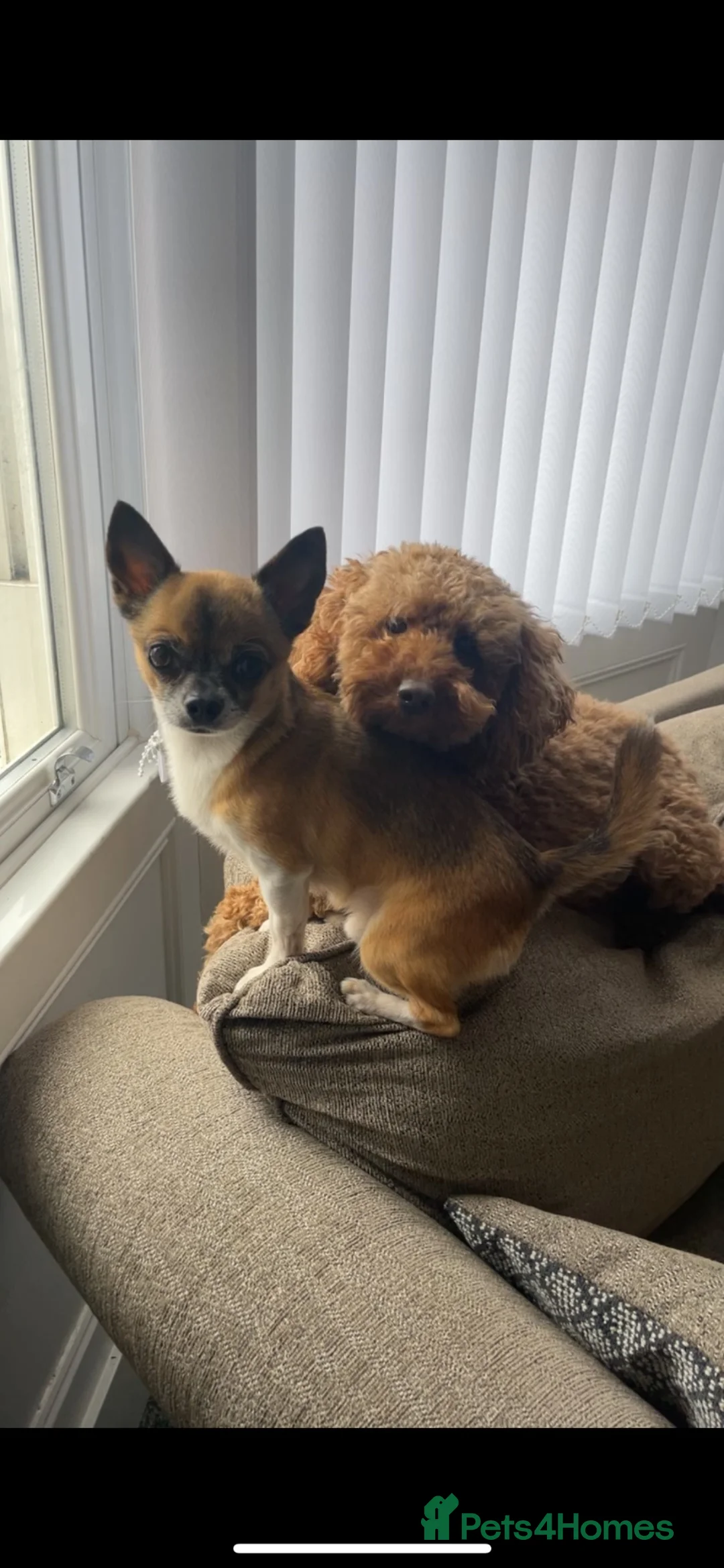 Mixed Breed dogs for sale: Adorable cockapoochi 8 weeks old  - Advert 2