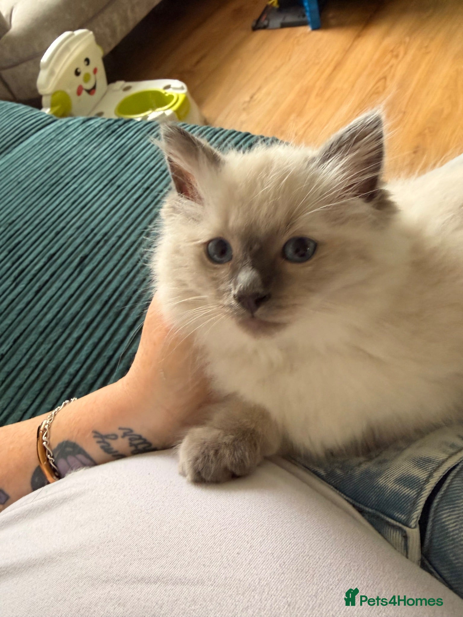 Ragdoll cats GCCF Ragdoll pedigree kittens  - Advert 9