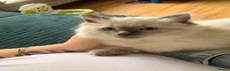Ragdoll cats for sale: GCCF Ragdoll pedigree kittens blue point  - Advert 3