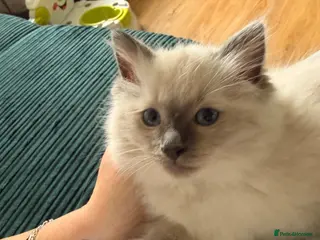 Ragdoll cats GCCF Ragdoll pedigree kittens - Advert 9