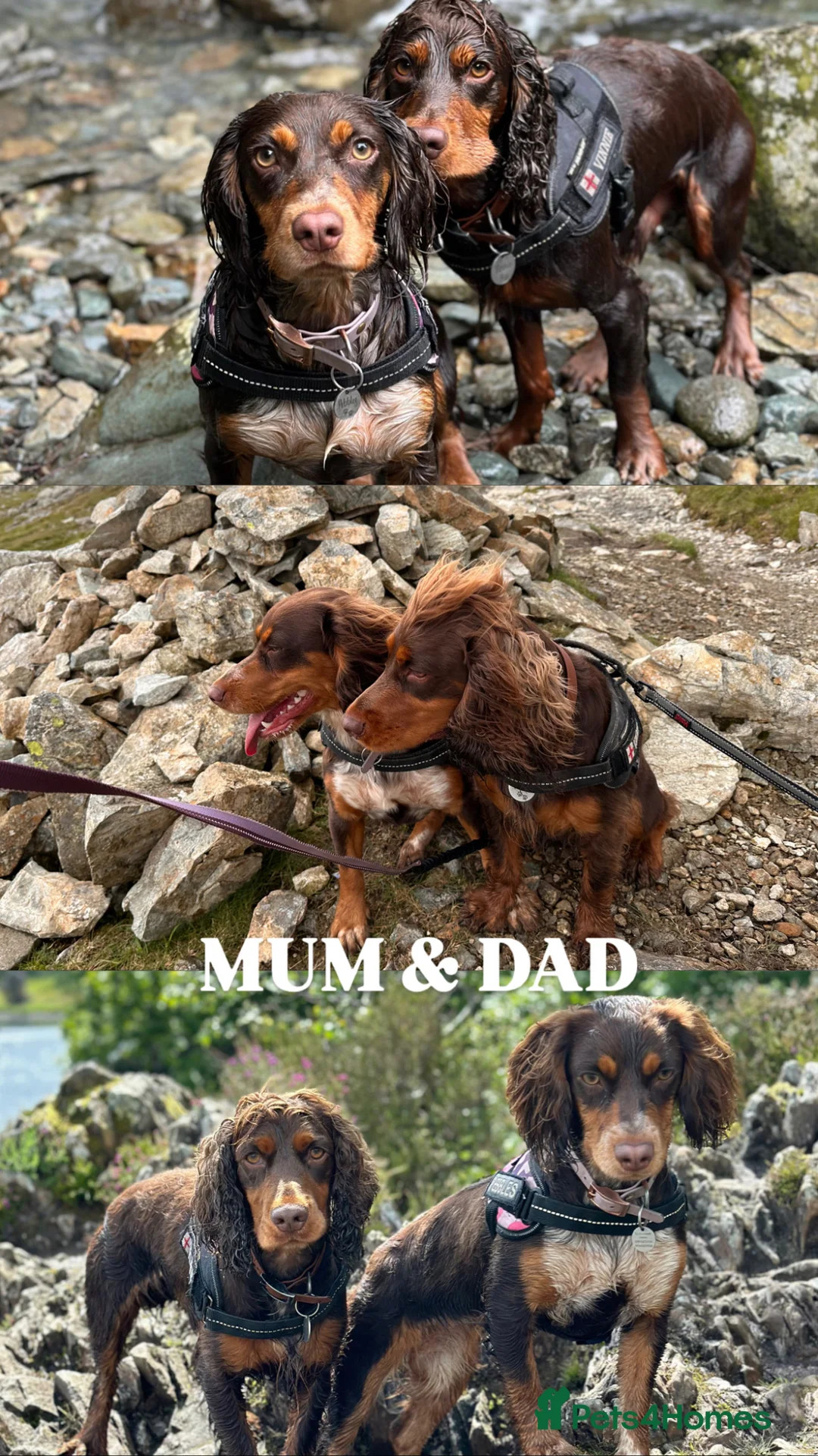 Cocker Spaniel dogs for sale: 7 Beautiful working cocker spaniels. 6 weeks old - Advert 2