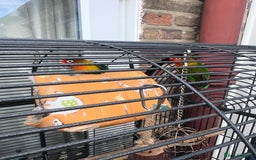 Lovebirds birds for sale: Love Birds Male & Female - Image 8