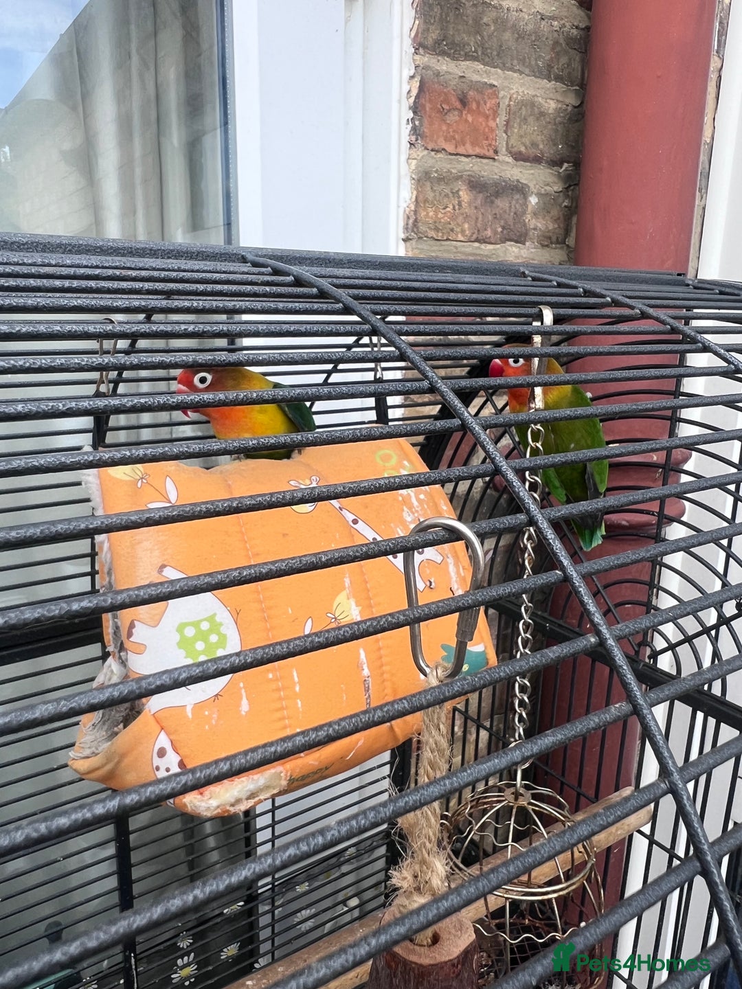 Lovebirds birds for sale: Love Birds Male & Female - Image 8