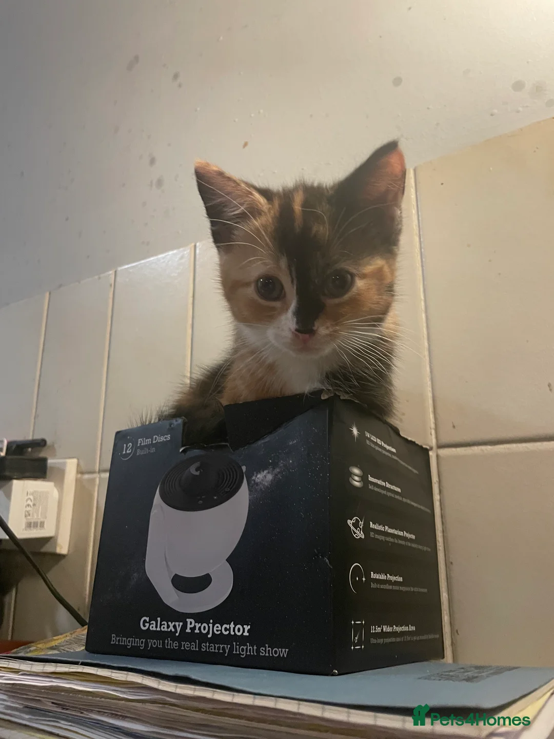 Mixed Breed cats for sale: 5 beautiful tortoiseshell+white and black kittens - Advert 9